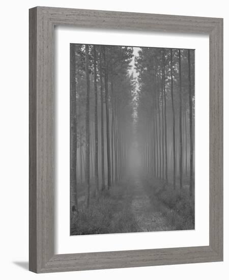 the Alley-Doug Chinnery-Framed Photographic Print