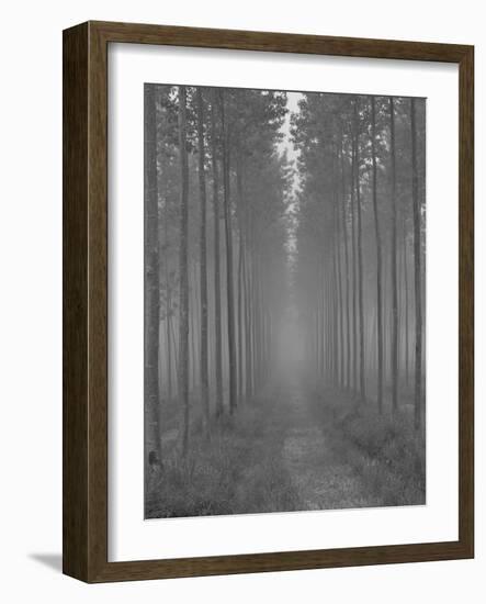 the Alley-Doug Chinnery-Framed Photographic Print