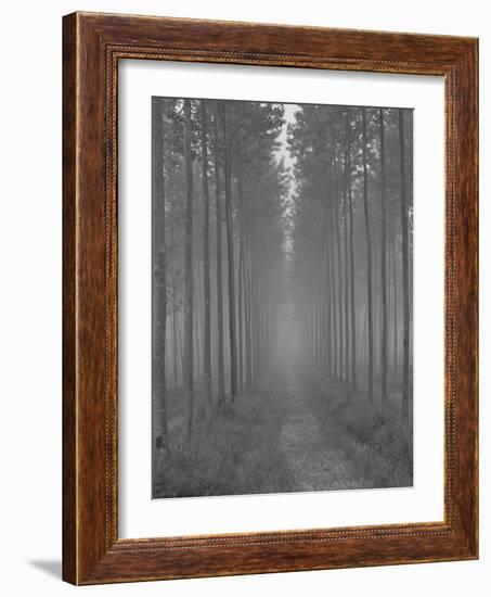 the Alley-Doug Chinnery-Framed Photographic Print