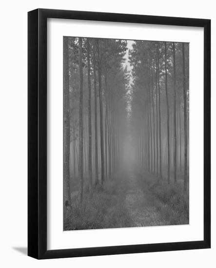 the Alley-Doug Chinnery-Framed Photographic Print