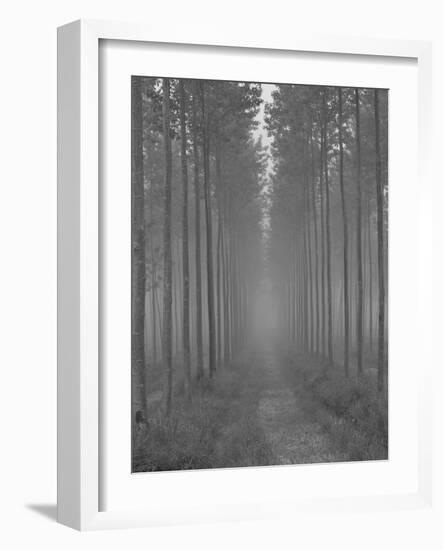 the Alley-Doug Chinnery-Framed Photographic Print