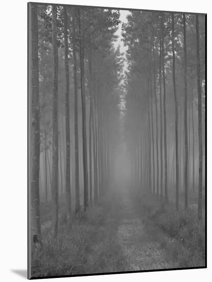 the Alley-Doug Chinnery-Mounted Photographic Print