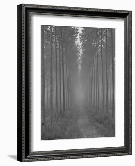 the Alley-Doug Chinnery-Framed Photographic Print