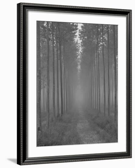 the Alley-Doug Chinnery-Framed Photographic Print