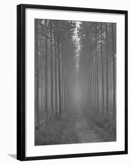 the Alley-Doug Chinnery-Framed Photographic Print