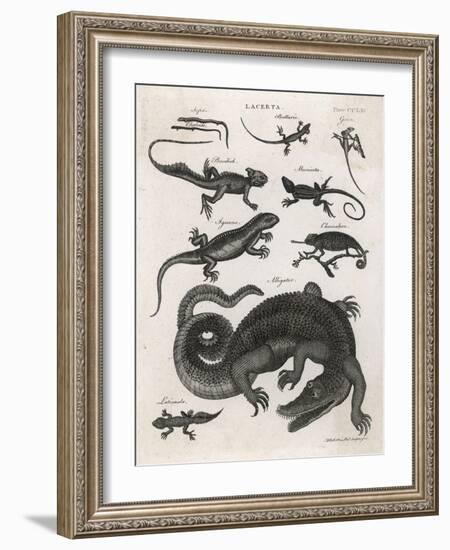 The Alligator Feeds on Fish and Mammals But, Unlike the Crocodile, Seldom Attacks Humans-null-Framed Art Print