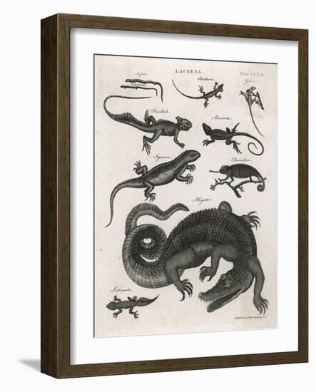 The Alligator Feeds on Fish and Mammals But, Unlike the Crocodile, Seldom Attacks Humans-null-Framed Art Print