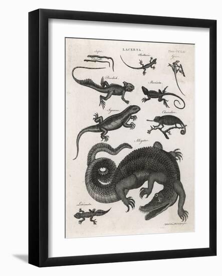 The Alligator Feeds on Fish and Mammals But, Unlike the Crocodile, Seldom Attacks Humans-null-Framed Art Print