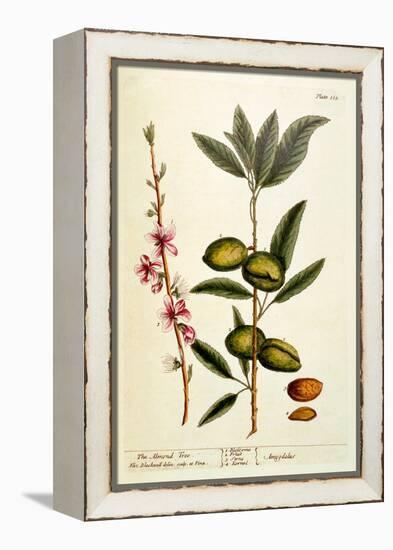 The Almond Tree, Plate 105 from 'A Curious Herbal', Published 1782-Elizabeth Blackwell-Framed Premier Image Canvas