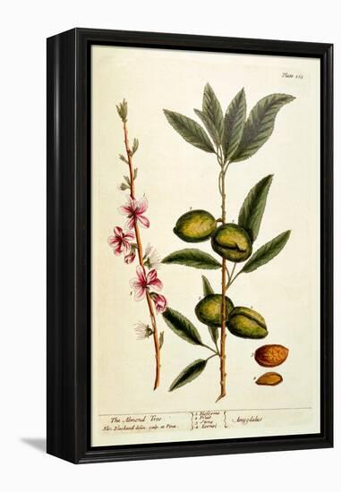 The Almond Tree, Plate 105 from 'A Curious Herbal', Published 1782-Elizabeth Blackwell-Framed Premier Image Canvas