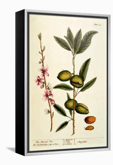 The Almond Tree, Plate 105 from 'A Curious Herbal', Published 1782-Elizabeth Blackwell-Framed Premier Image Canvas