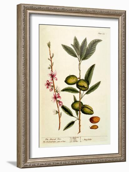 The Almond Tree, Plate 105 from 'A Curious Herbal', Published 1782-Elizabeth Blackwell-Framed Giclee Print