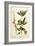 The Almond Tree, Plate 105 from 'A Curious Herbal', Published 1782-Elizabeth Blackwell-Framed Giclee Print