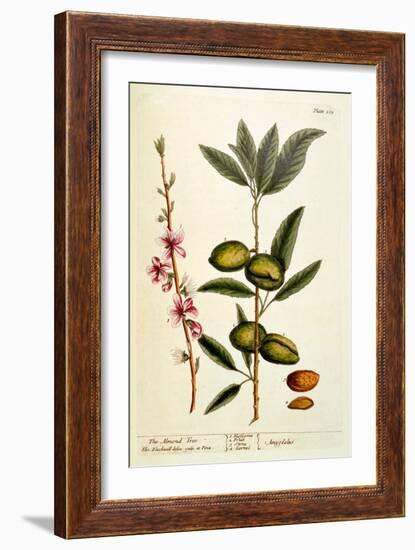 The Almond Tree, Plate 105 from 'A Curious Herbal', Published 1782-Elizabeth Blackwell-Framed Giclee Print