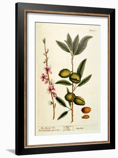 The Almond Tree, Plate 105 from 'A Curious Herbal', Published 1782-Elizabeth Blackwell-Framed Giclee Print