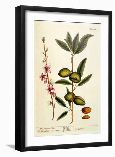 The Almond Tree, Plate 105 from 'A Curious Herbal', Published 1782-Elizabeth Blackwell-Framed Giclee Print