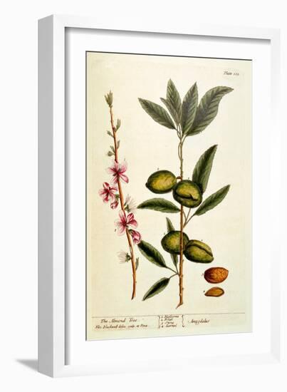 The Almond Tree, Plate 105 from 'A Curious Herbal', Published 1782-Elizabeth Blackwell-Framed Giclee Print