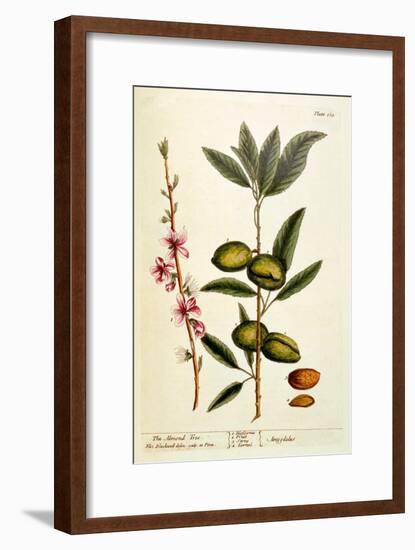 The Almond Tree, Plate 105 from 'A Curious Herbal', Published 1782-Elizabeth Blackwell-Framed Giclee Print