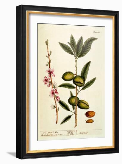 The Almond Tree, Plate 105 from 'A Curious Herbal', Published 1782-Elizabeth Blackwell-Framed Giclee Print