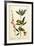 The Almond Tree, Plate 105 from 'A Curious Herbal', Published 1782-Elizabeth Blackwell-Framed Giclee Print