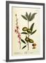 The Almond Tree, Plate 105 from 'A Curious Herbal', Published 1782-Elizabeth Blackwell-Framed Giclee Print