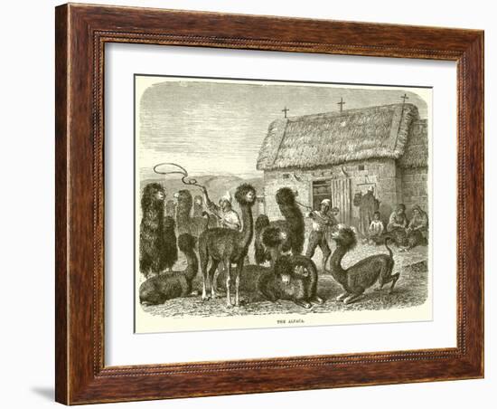 The Alpaca-null-Framed Giclee Print