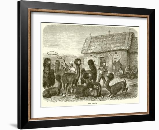 The Alpaca-null-Framed Giclee Print