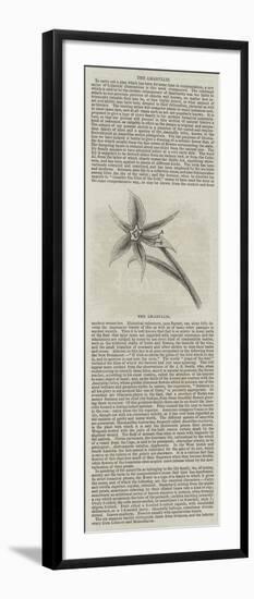 The Amaryllis-null-Framed Giclee Print