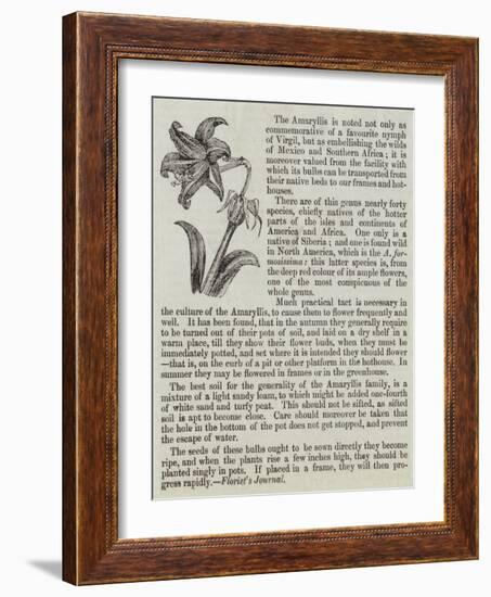 The Amaryllis-null-Framed Giclee Print