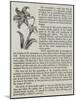 The Amaryllis-null-Mounted Giclee Print