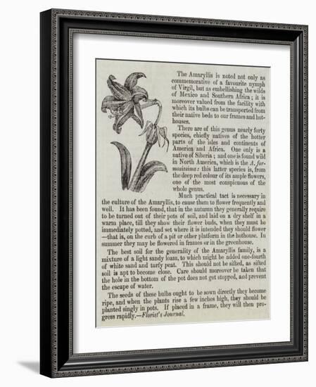 The Amaryllis-null-Framed Giclee Print