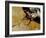 The Amazon River in Northern Brazil-Stocktrek Images-Framed Photographic Print