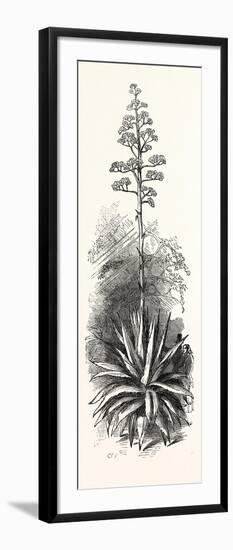 The American Aloe-null-Framed Giclee Print