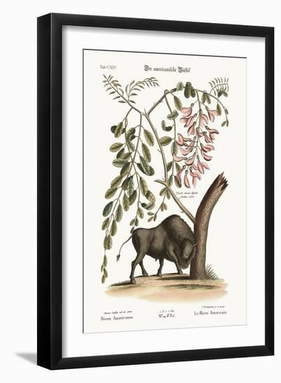 The American Bison, 1749-73-Mark Catesby-Framed Giclee Print