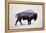 The American Bison-Davies Babies-Framed Stretched Canvas