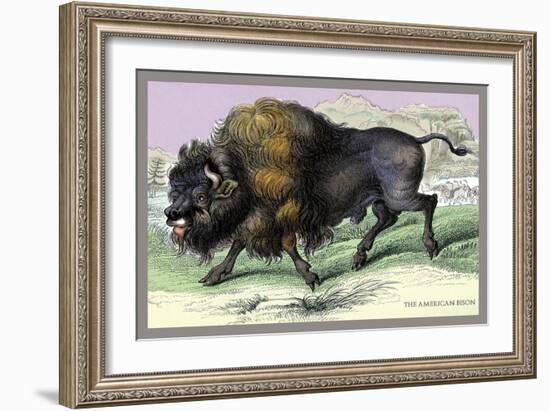 The American Bison-John Stewart-Framed Art Print