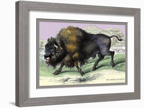 The American Bison-John Stewart-Framed Art Print