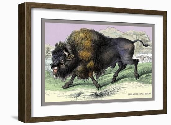 The American Bison-John Stewart-Framed Art Print