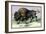 The American Bison-John Stewart-Framed Art Print