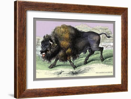 The American Bison-John Stewart-Framed Art Print