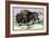 The American Bison-John Stewart-Framed Art Print