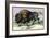 The American Bison-John Stewart-Framed Art Print