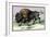 The American Bison-John Stewart-Framed Art Print