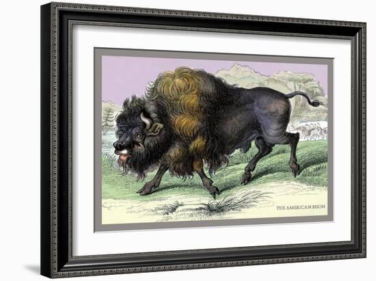 The American Bison-John Stewart-Framed Art Print