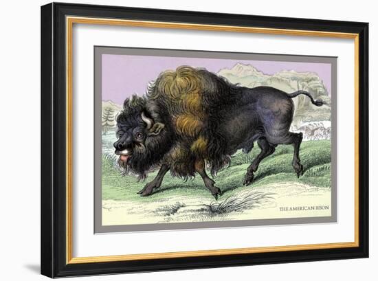 The American Bison-John Stewart-Framed Art Print