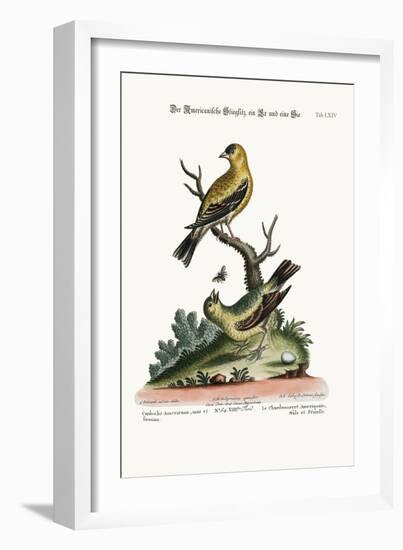 The American Goldfinch, Cock and Hen, 1749-73-George Edwards-Framed Giclee Print
