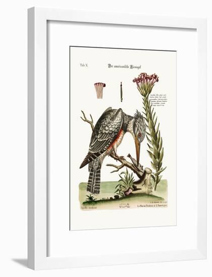 The American Kingfisher, 1749-73-George Edwards-Framed Giclee Print