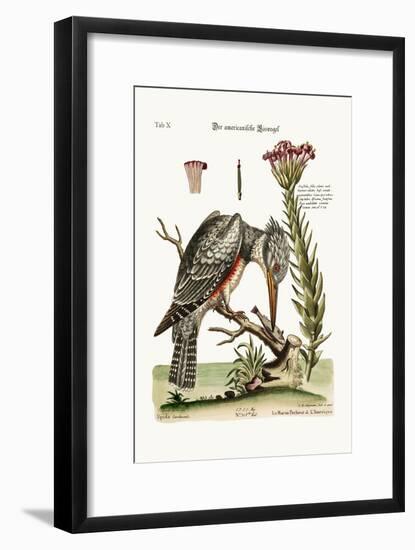 The American Kingfisher, 1749-73-George Edwards-Framed Giclee Print