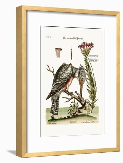 The American Kingfisher, 1749-73-George Edwards-Framed Giclee Print