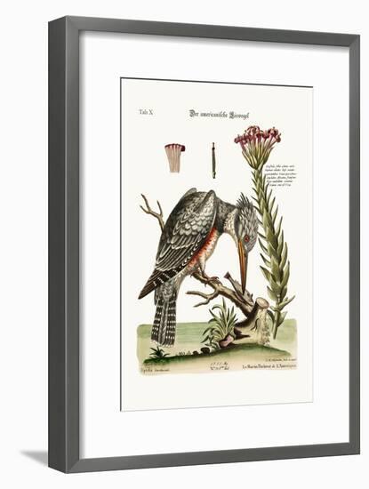 The American Kingfisher, 1749-73-George Edwards-Framed Giclee Print